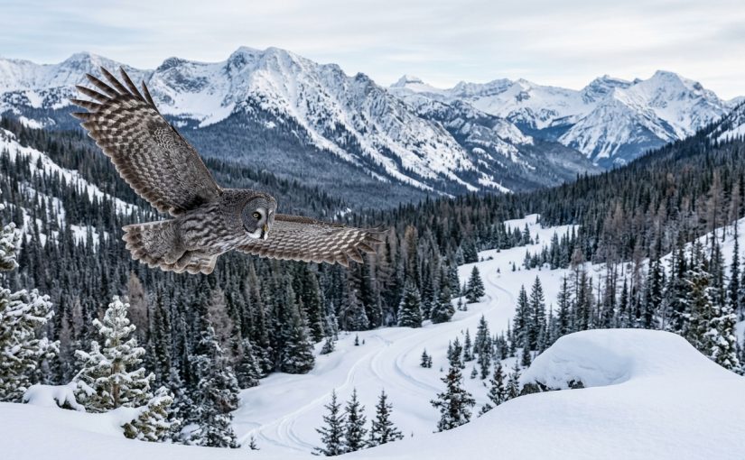The Great Gray Owl Irruption: Tracking Rare Winter Movements Across the West