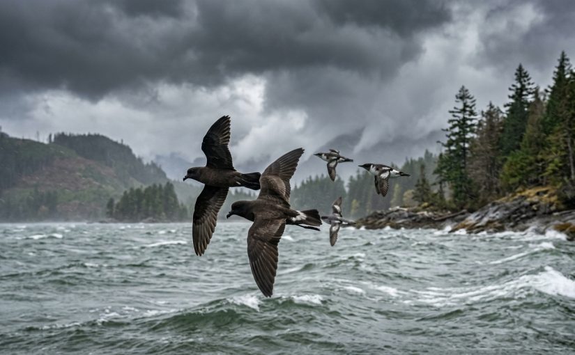 Storm-Driven Seabirds: When Pacific Pelagics Appear Inland