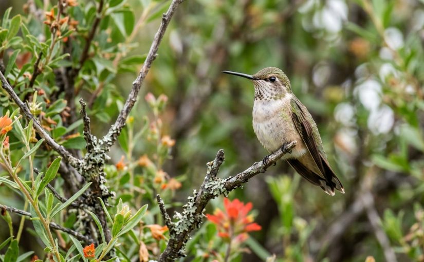 Female Hummingbird Identification: Solving the Green-backed Mystery