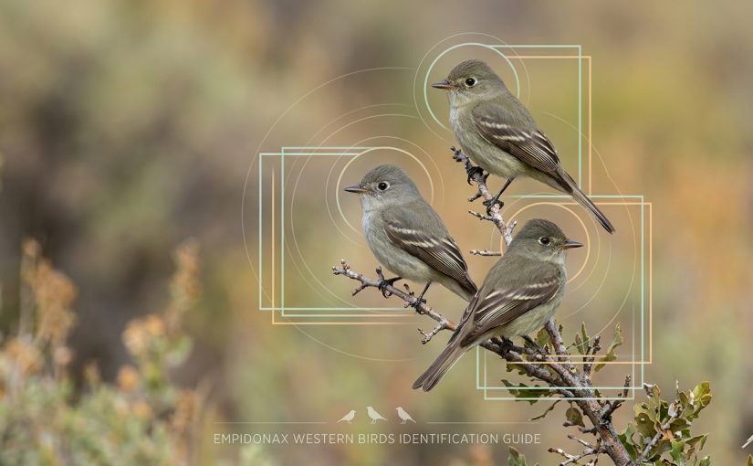 Flycatcher Confusion: The Ultimate Guide to Empidonax Identification in the West