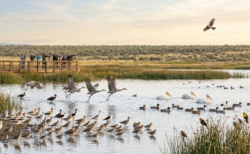 Best Times to Visit Malheur National Wildlife Refuge for Maximum Diversity