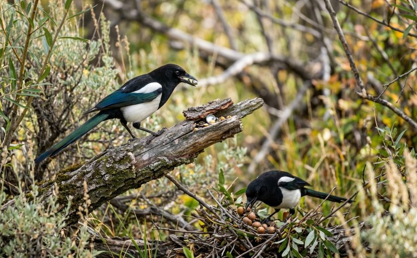 The Secret Lives of Black-billed Magpies: Intelligence and Adaptation