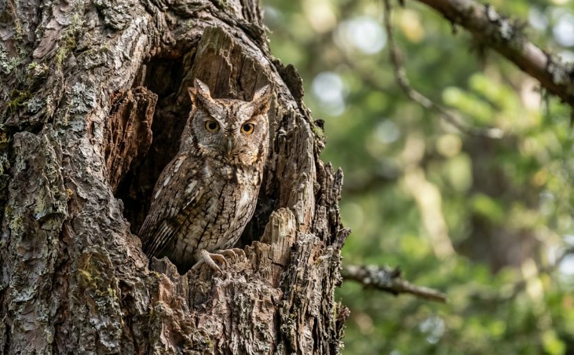 Western Screech-Owl: Finding and Observing This Elusive Predator