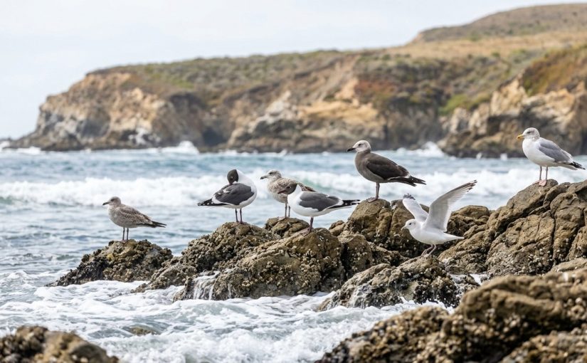 7 Rare Gulls That Have Puzzled Birders Along the California Coast in 2026