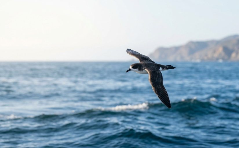 Why Hawaiian Petrels Are Being Spotted Off the California Coast in 2026