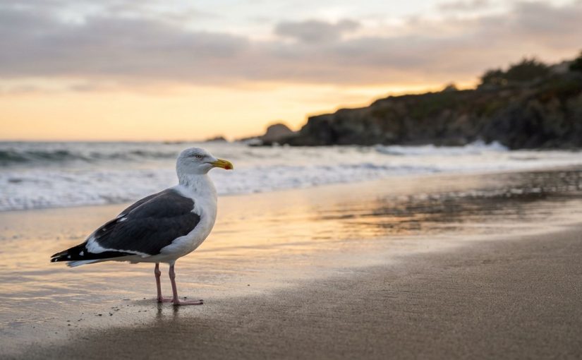 Is That a Slaty-backed Gull? How to Spot This Rare Visitor on West Coast Beaches