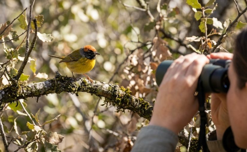 Tracking the 2026 Rufous-capped Warbler Invasion in Arizona