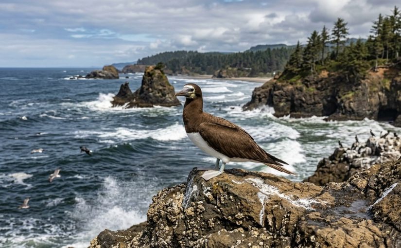 Why a Brown Booby Was Spotted in Oregon—and What It Means for West Coast Birders